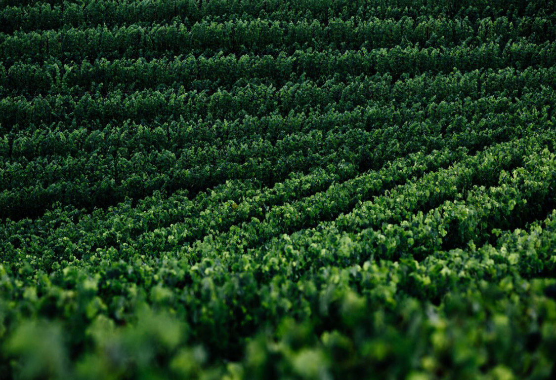 Futo Wines - We believe the pinnacle of wine quality comes from hand farming hillside vineyards.